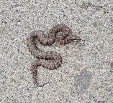 Жителей Владивостока предупредили о змее на одной из улиц города