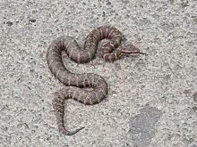 Жителей Владивостока предупредили о змее на одной из улиц города