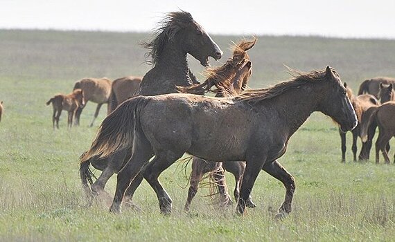 Рафаэль Хакимов: "Степной татарский конь выше монгольской лошади, но меньше арабского скакуна"