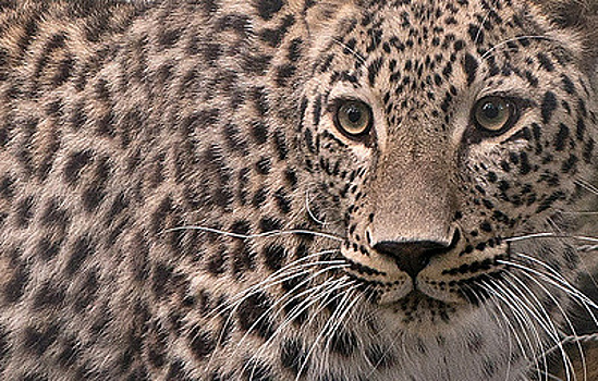Выпущенные в горах Северной Осетии леопарды начали успешно охотиться