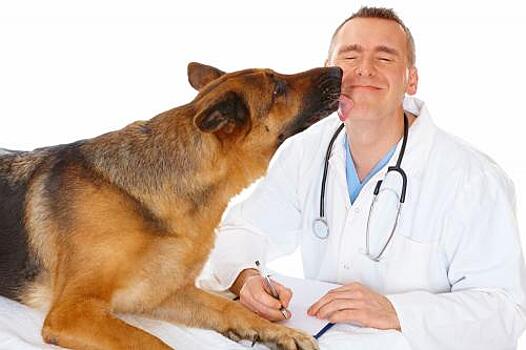Ученые определили факторы развития аллергии у собак