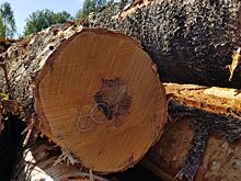 Крупный фанерный комбинат рассказал лесозаготовителям о качественной древесине