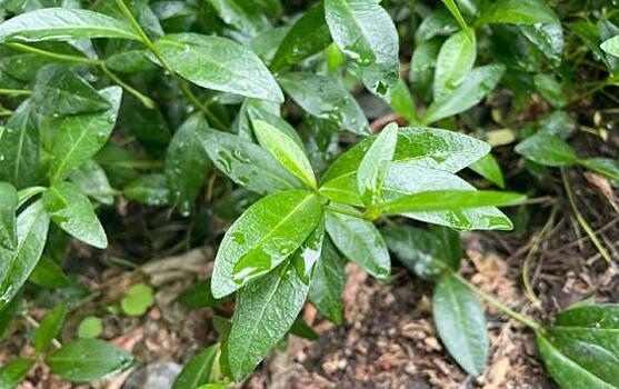 Установлена новая охранная зона в Курске