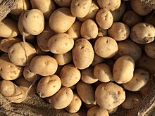 27 сортов картофеля предложат производители на выставке «Картофель-2022»