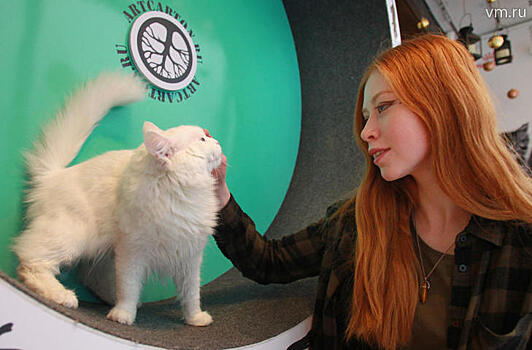 Российские ученые создадут препарат от восьми видов аллергии на кошек