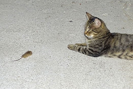 В Уфе жилой комплекс атаковали мыши