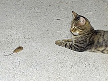 В Уфе жилой комплекс атаковали мыши