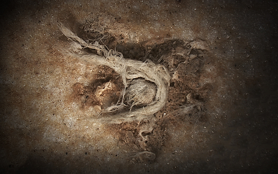 Найдены свидетельства изготовления неандертальцами пряжи