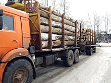 С начала года выявлено более 60 нарушений при транспортировке древесины