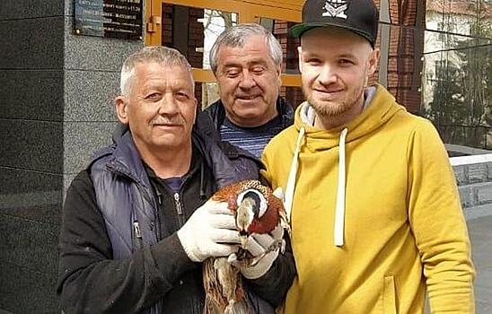 Дикий фазан пытался прорваться в закрытый музей в Хабаровске