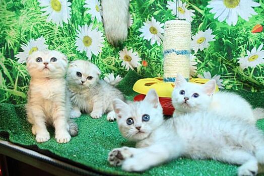 Кошки-блогеры завоевали интернет и сердца