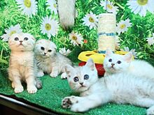 Кошки-блогеры завоевали интернет и сердца