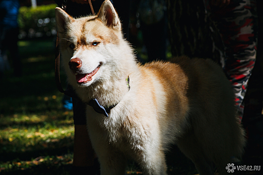 Собака порвала лицо маленьком ребенку в Удмуртии: суд наказал хозяев пса рублем