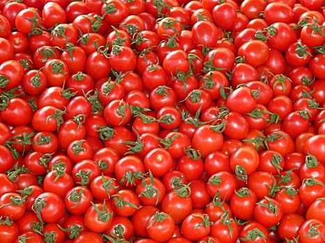 В Бельгии планируют выпустить маленькие квадратные помидоры