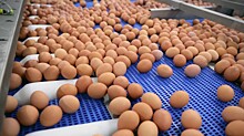 Количество ввезенных в РФ яиц из Турции достигло 1,5 млн штук