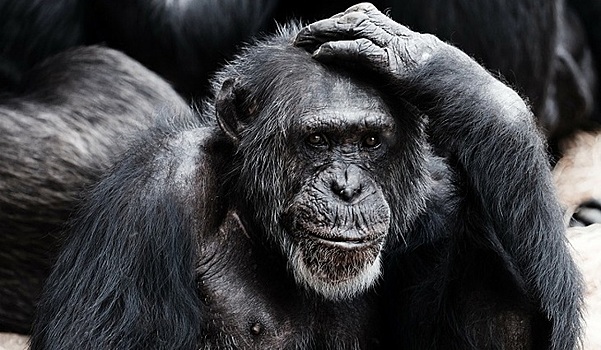 У обезьян найдены потенциально смертельные для человека вирусы
