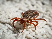 В Калужской области более 90 человек пострадали от клещей