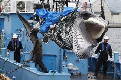 На аукционе в Японии продали мясо кита за рекордную стоимость