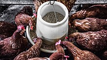 В 2024 году ожидается рост производства мяса птицы
