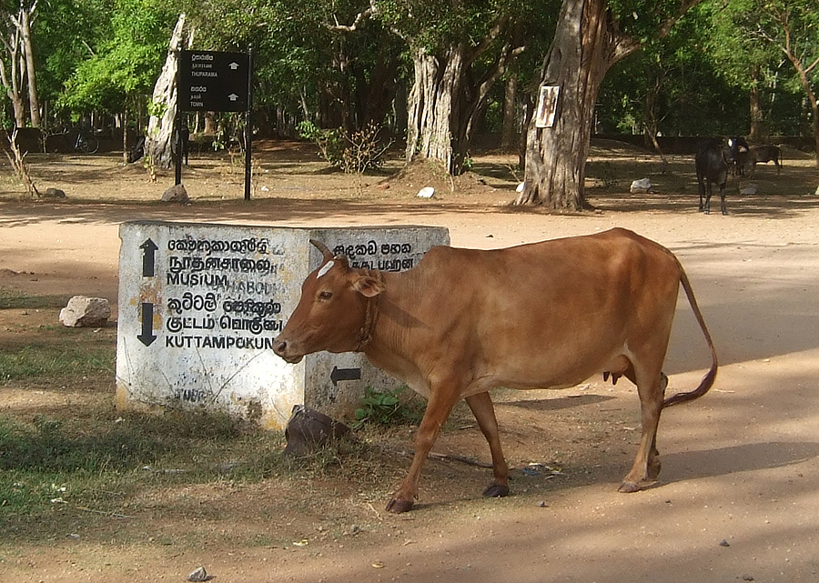 Анурадхапура, Шри-Ланка, Азия