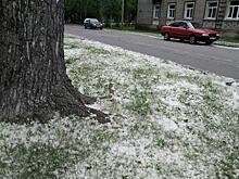 Челябинск в пуху: последствия цветения тополей и как спасаться аллергикам