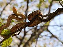 Нашествие огромных змей может сорвать следующий туристический сезон на Шри-Ланке