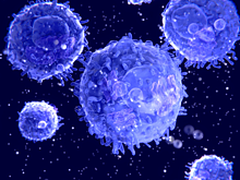 Найдено помогающее убивать раковые клетки антитело