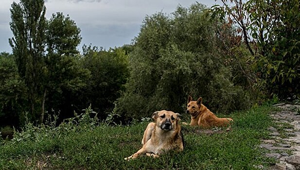 В Феодосии начали отлавливать бездомных собак