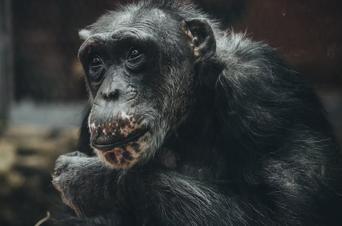 Почему животные не могут разговаривать как люди