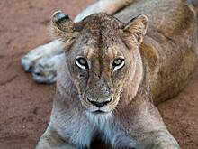 Стала известна судьба спасенных от контрабандистов львов и тигров в России