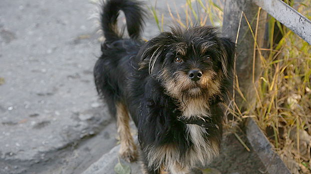 На Ямале ввели штрафы до 5 тыс. рублей за самовыгул собак