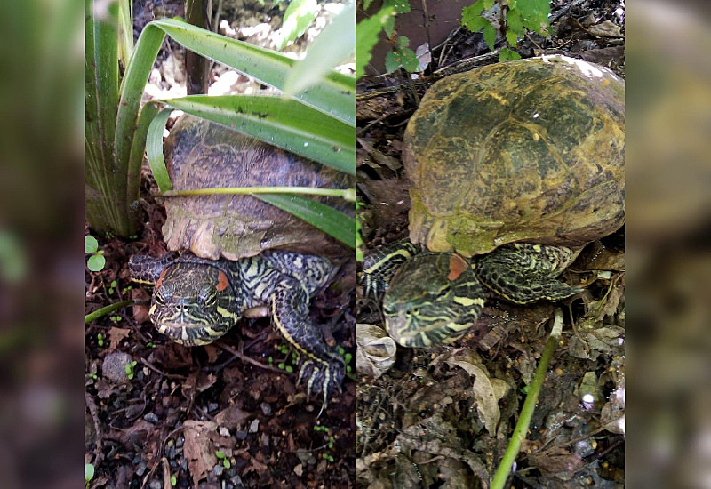 В Благовещенске на улице нашли потерявшуюся черепаху
