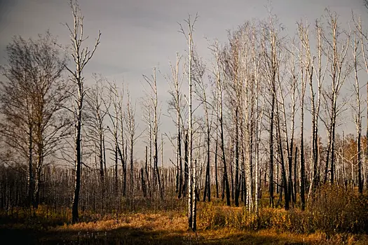 Еще 15 районов Новосибирской области перешли на особый противопожарный режим