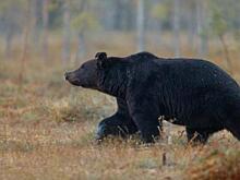 Челябинский силач заметил большого медведя возле Аргаяша: «Грибники будьте осторожны!»