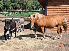В мининвесте Свердловской области предложили «Парку сказов» решение финансовых проблем