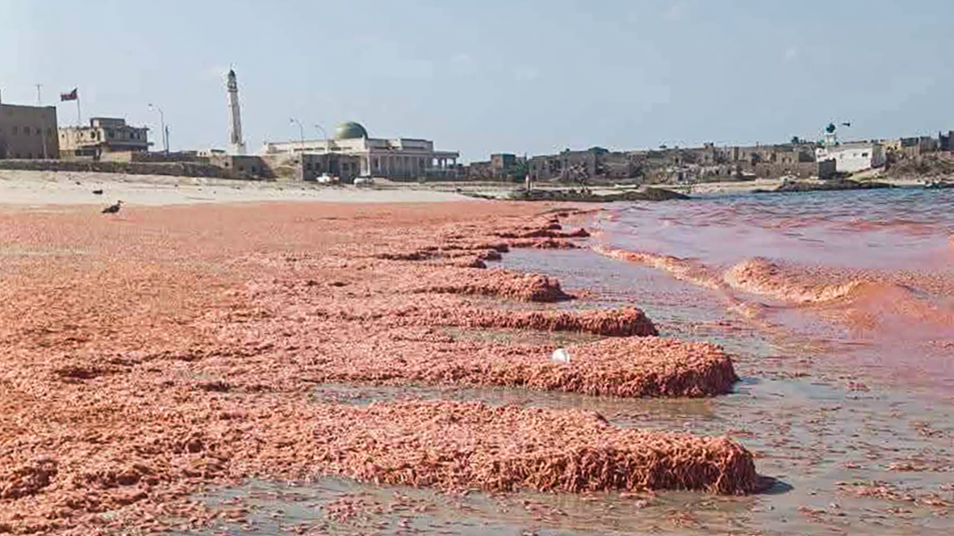 У побережья Омана вода окрасилась в красный из-за гибели креветок