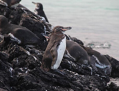 Галапагосский пингвин быстро накапливает микропластик в своем организме