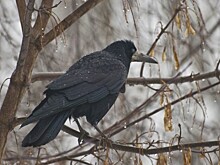 В Кировской области заметили предвестников ранней весны - грачей