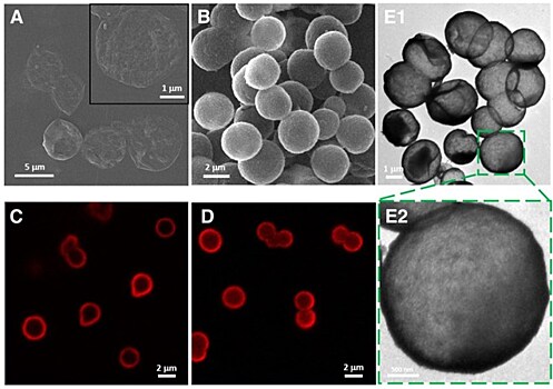 Эффективность редактирования генома увеличат в разы