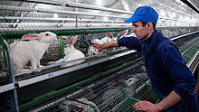 Кролиководческая компания расширит производство на Смоленщине