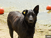 «Известия»: россиян хотят наказывать за пропаганду живодерства