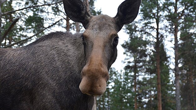 На трассе Пенза - Сердобск насмерть сбили молодую лосиху