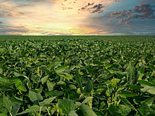 В Приморском крае снижается рентабельность сои из-за ухода Китая с рынка