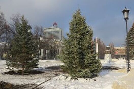 И на камнях растут деревья. Мог ли старый фундамент погубить голубые ели?
