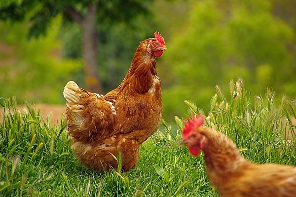 Что было первым — курица или яйцо: мнение ученых