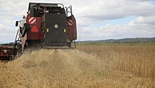 Агростраховщики отметили повышенный риск потери урожая в Приморье из-за дождей