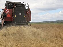 Агростраховщики отметили повышенный риск потери урожая в Приморье из-за дождей