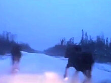 Автомобиль на огромной скорости проскочил между двумя лосями: видео