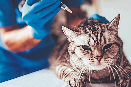 Жителям Подмосковья напомнили о вакцинации домашних животных