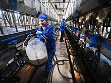 Сибирские молочники предложили ввести госрегулирование отрасли